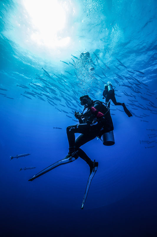 Plongeur et barracudas