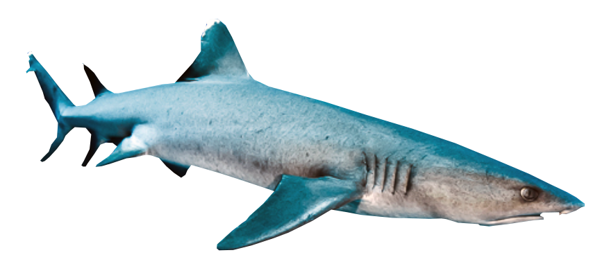 Requin corail